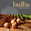 Fall Bulbs - Tulip 'Helmar'