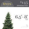 Christmas Tree - 6.5'-8'