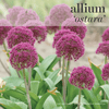 Fall Bulbs - Allium 'Ostara'