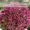 Fall Bulbs - Allium 'Ostara'