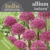 Fall Bulbs - Allium 'Ostara'