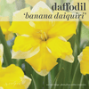 Fall Bulbs - Daffodil 'Banana Daiquiri'