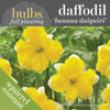 Fall Bulbs - Daffodil 'Banana Daiquiri'