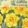 Fall Bulbs - Daffodil 'Dick Wilden'