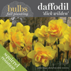 Fall Bulbs - Daffodil 'Dick Wilden'