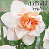 Fall Bulbs - Daffodil 'Replete'