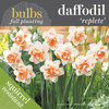 Fall Bulbs - Daffodil 'Replete'