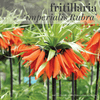 Fall Bulbs - Fritillaria 'imperialis Ruba'