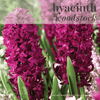 Fall Bulbs - Hyacinthus 'Woodstock'