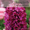 Fall Bulbs - Hyacinthus 'Woodstock'