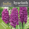 Fall Bulbs - Hyacinthus 'Woodstock'
