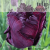 Fall Bulbs - Tulip 'Black Parrot'