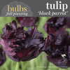 Fall Bulbs - Tulip 'Black Parrot'