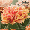 Fall Bulbs - Tulip 'Brisbane'