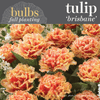 Fall Bulbs - Tulip 'Brisbane'