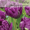 Fall Bulbs - Tulip 'Negrita'