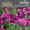 Fall Bulbs - Tulip 'Negrita'