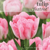 Fall Bulbs - Tulip 'Foxtrot'
