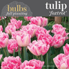 Fall Bulbs - Tulip 'Foxtrot'