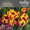 Fall Bulbs - Tulip 'Helmar'