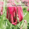 Fall Bulbs - Tulip 'Red Madonna'