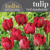 Fall Bulbs - Tulip 'Red Madonna'