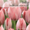 Fall Bulbs - Tulip 'Salmon van Eijk'