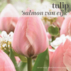 Fall Bulbs - Tulip 'Salmon van Eijk'