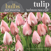 Fall Bulbs - Tulip 'Salmon van Eijk'