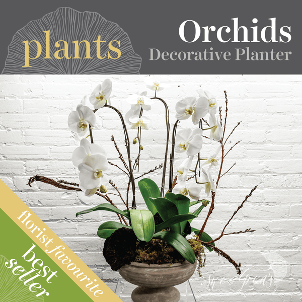 Potted Plants - Phalaenopsis Orchid (Multiple)