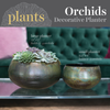 Potted Plants - Phalaenopsis Orchid (Multiple)