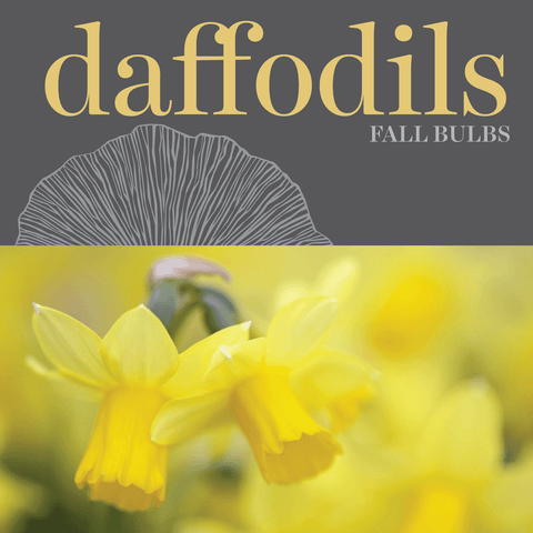 Bulbs - Daffodils