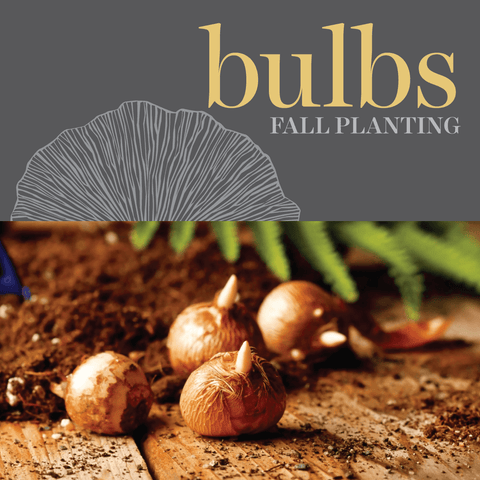 Bulbs - Fall Planting Bulbs
