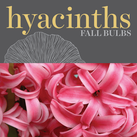 Bulbs - Hyacinths