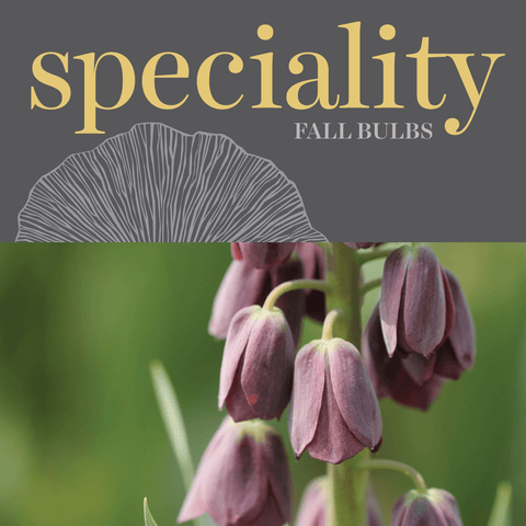 Bulbs - Speciality Bulbs