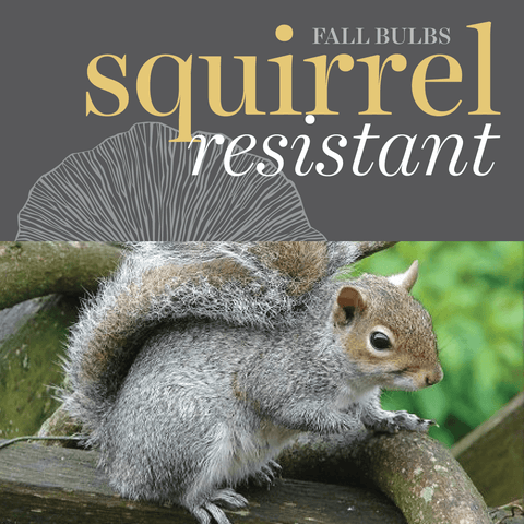 Bulbs - Squirrel Resistant