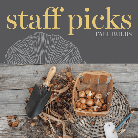 Bulbs - Staff Favourites