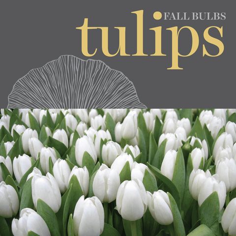 Bulbs - Tulips
