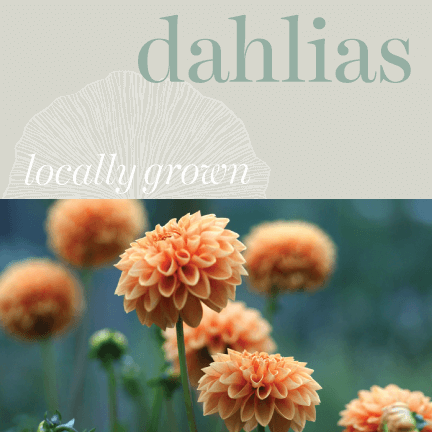 Locally Grown - Dahlias