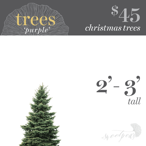 Christmas Tree - 2'-3'