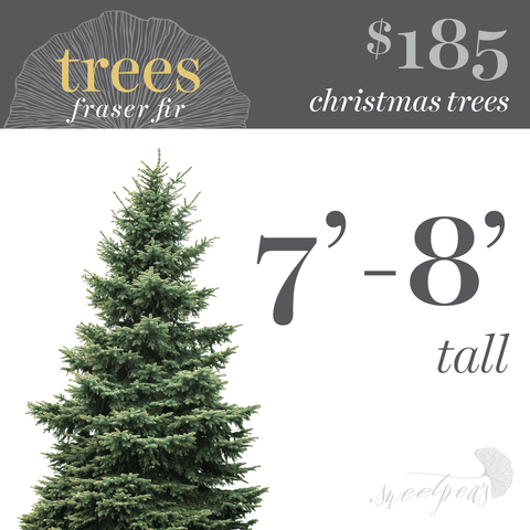 Christmas Tree - 7'-8'