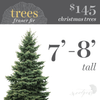 Christmas Tree - 7'-8'
