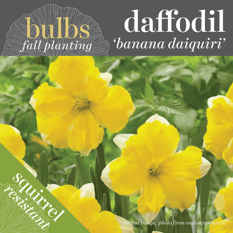 Fall Bulbs - Daffodil 'Banana Daiquiri'