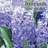 Fall Bulbs - Hyacinthus 'Blue Jacket'