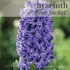 Fall Bulbs - Hyacinthus 'Blue Jacket'