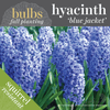 Fall Bulbs - Hyacinthus 'Blue Jacket'