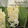 Fall Bulbs - Hyacinthus 'City of Haarlem'