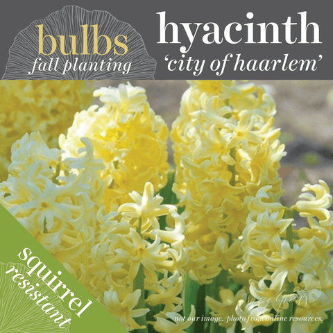 Fall Bulbs - Hyacinthus 'City of Haarlem'