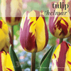 Fall Bulbs - Tulip 'Helmar'