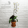 Potted Plants - Phalaenopsis Orchid (Single)